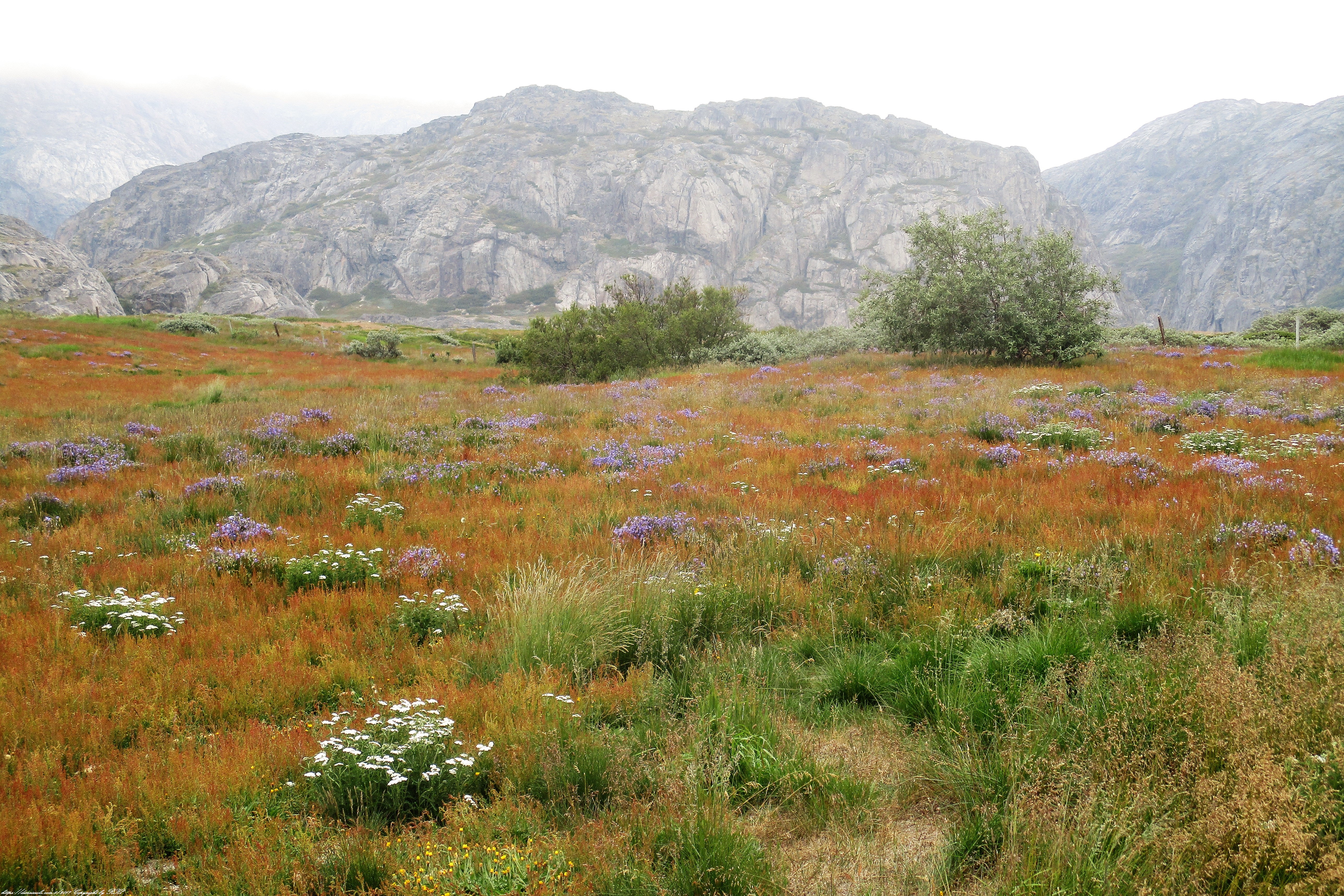 flower valley grc3b6nland