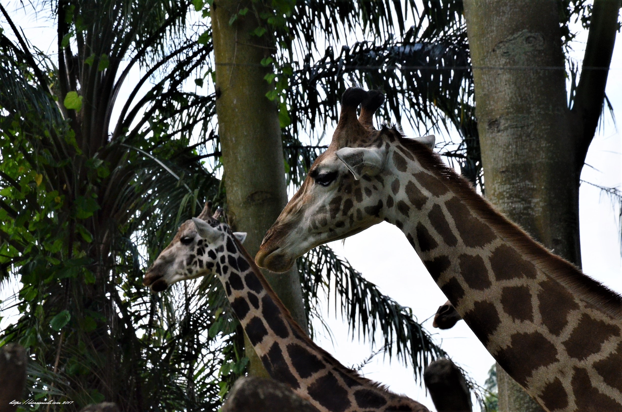 zoo singapore night safari giraffen