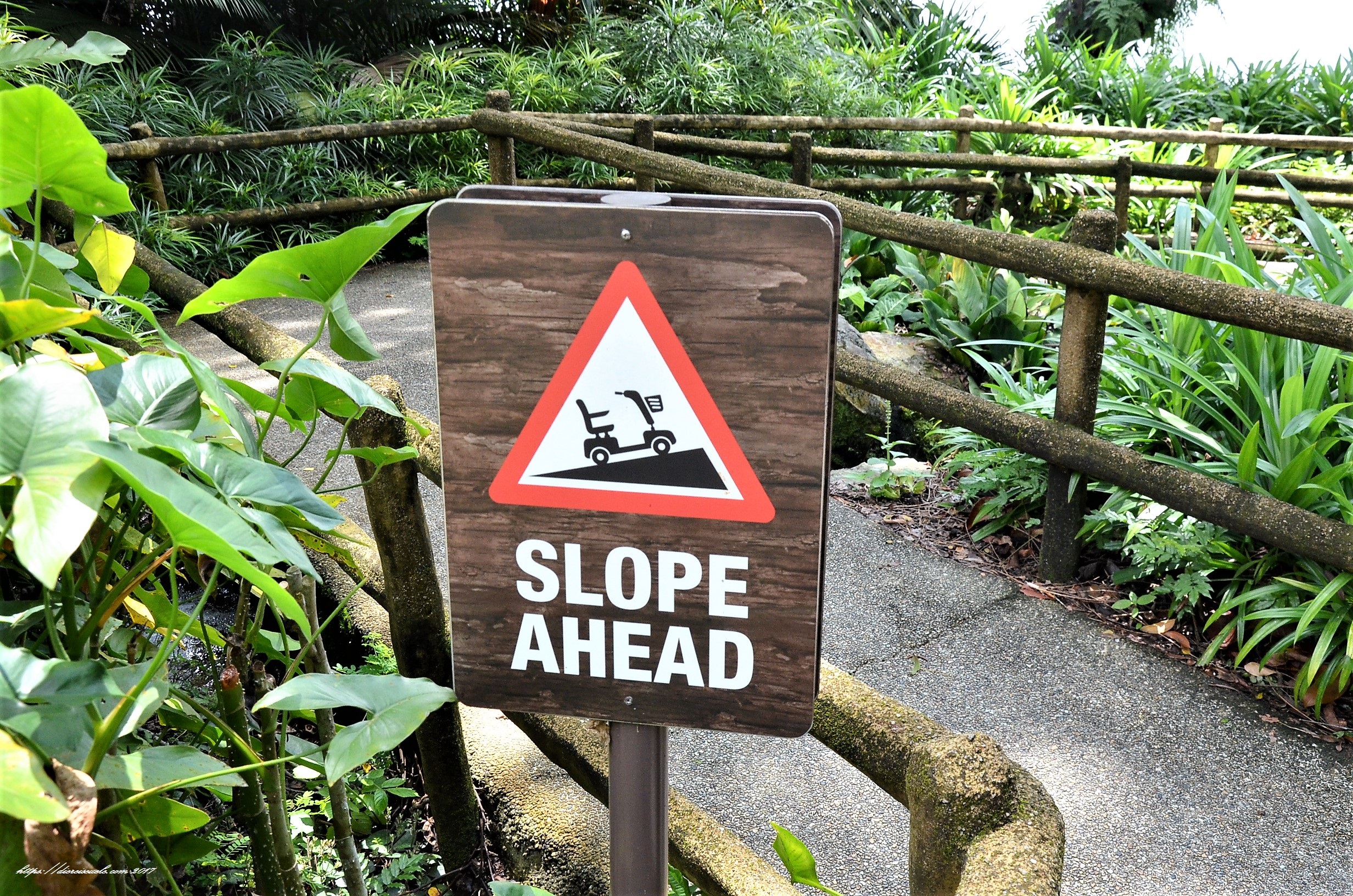 zoo singapore night safari