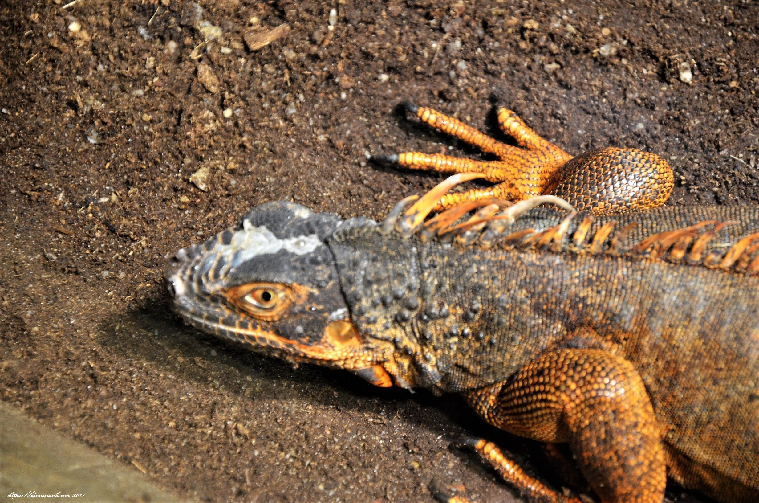 zoo singapore night safari