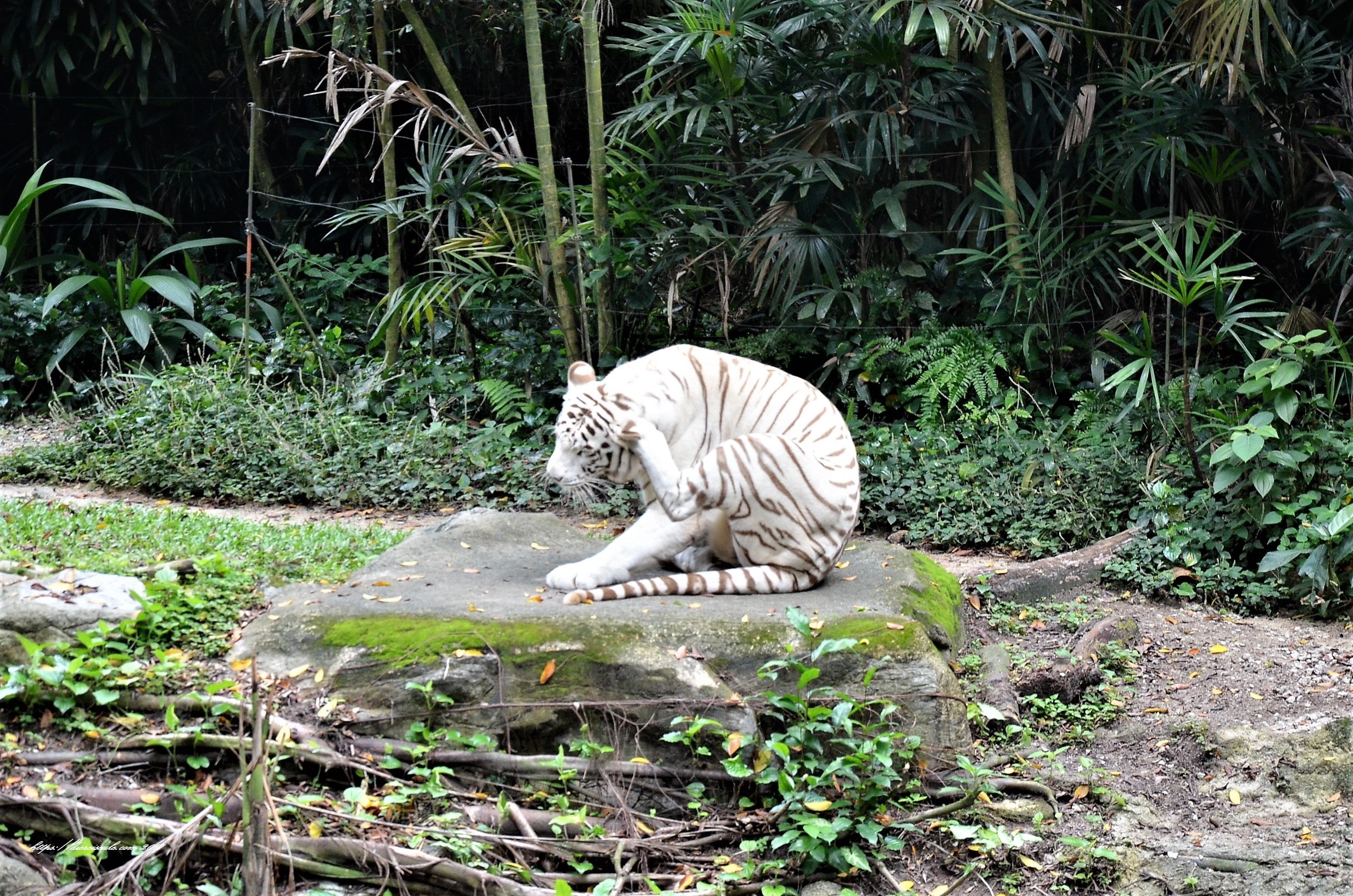 zoo singapore night safari weißer tiger