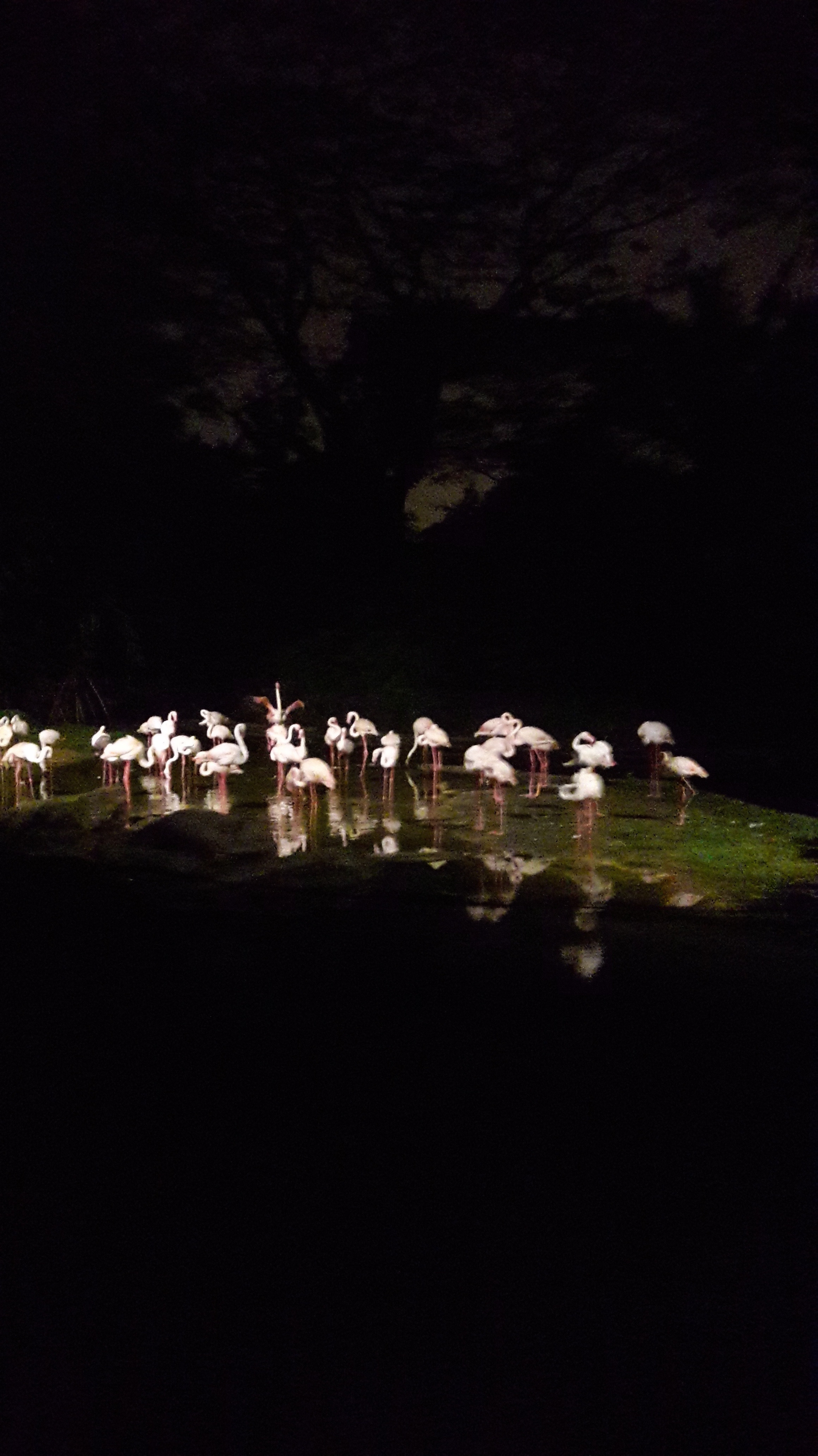 zoo singapore night safari flamingos
