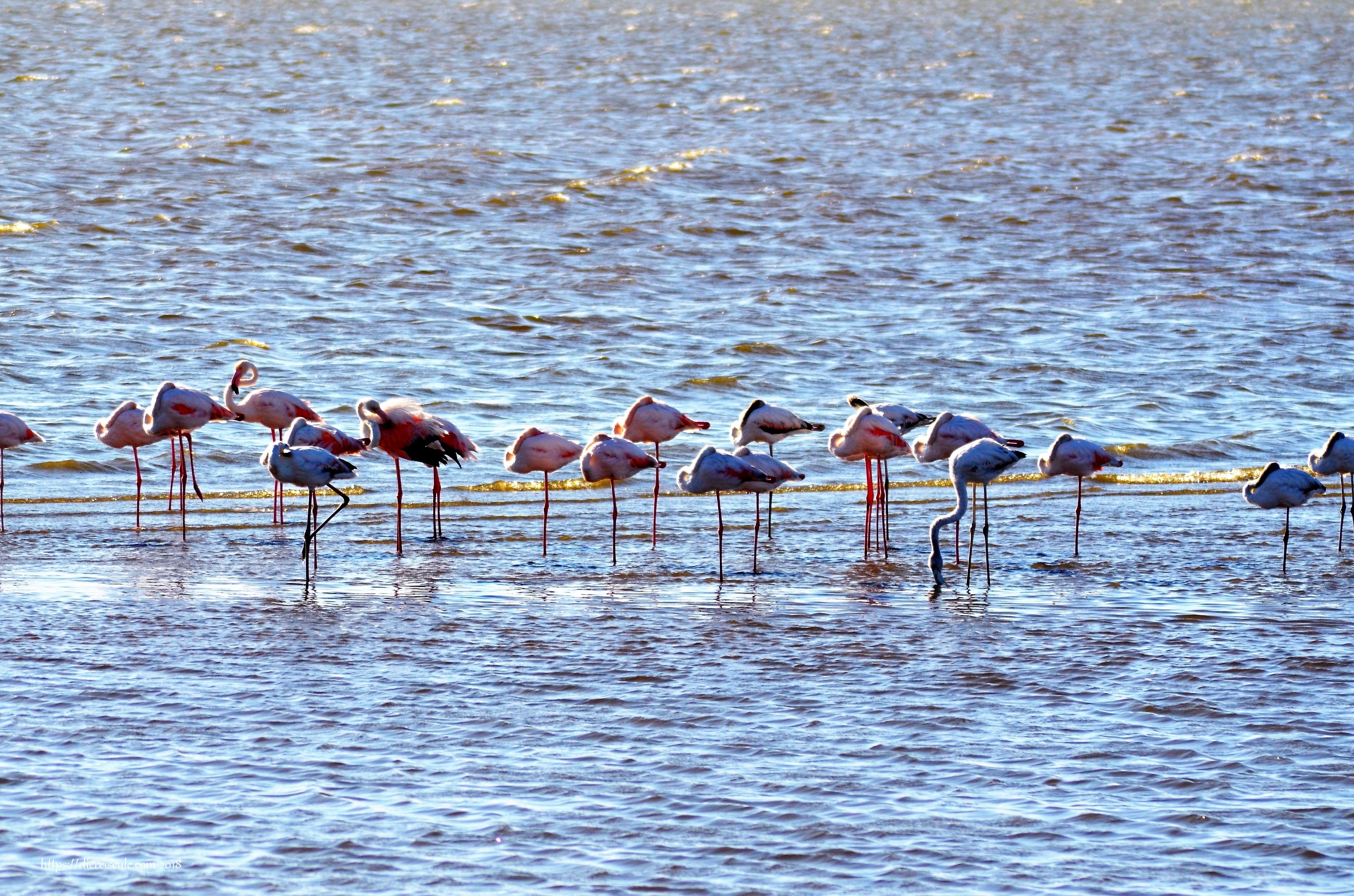 namibia flamingos an der walvis bay