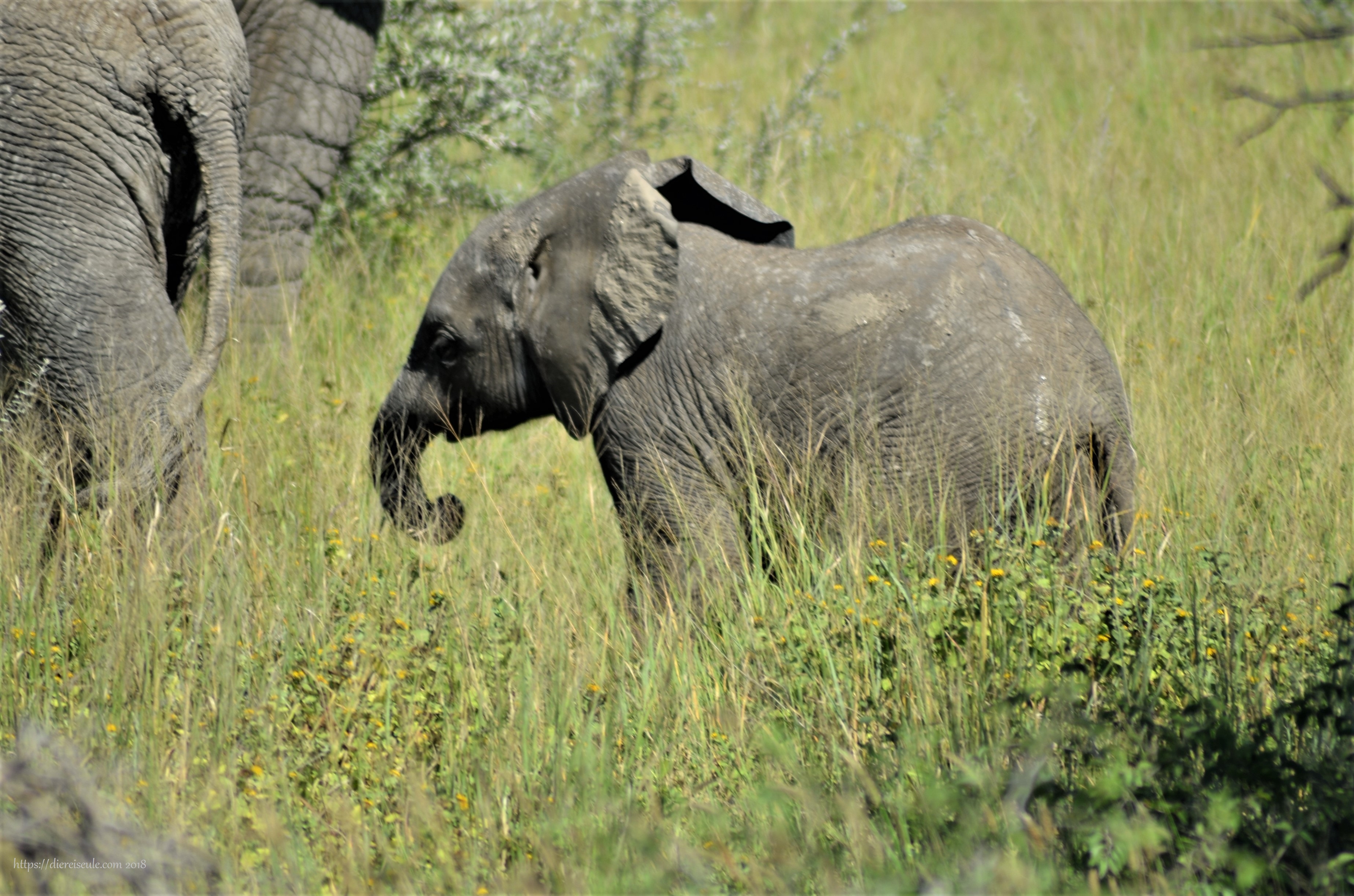 elefantenbaby namibia