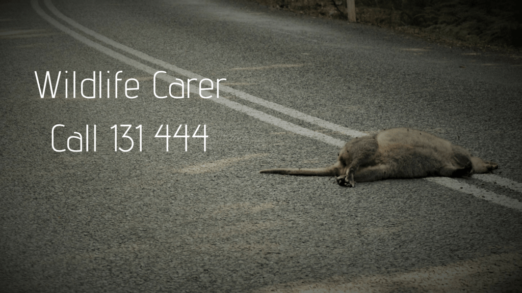Wildlife CarerCall 131 444