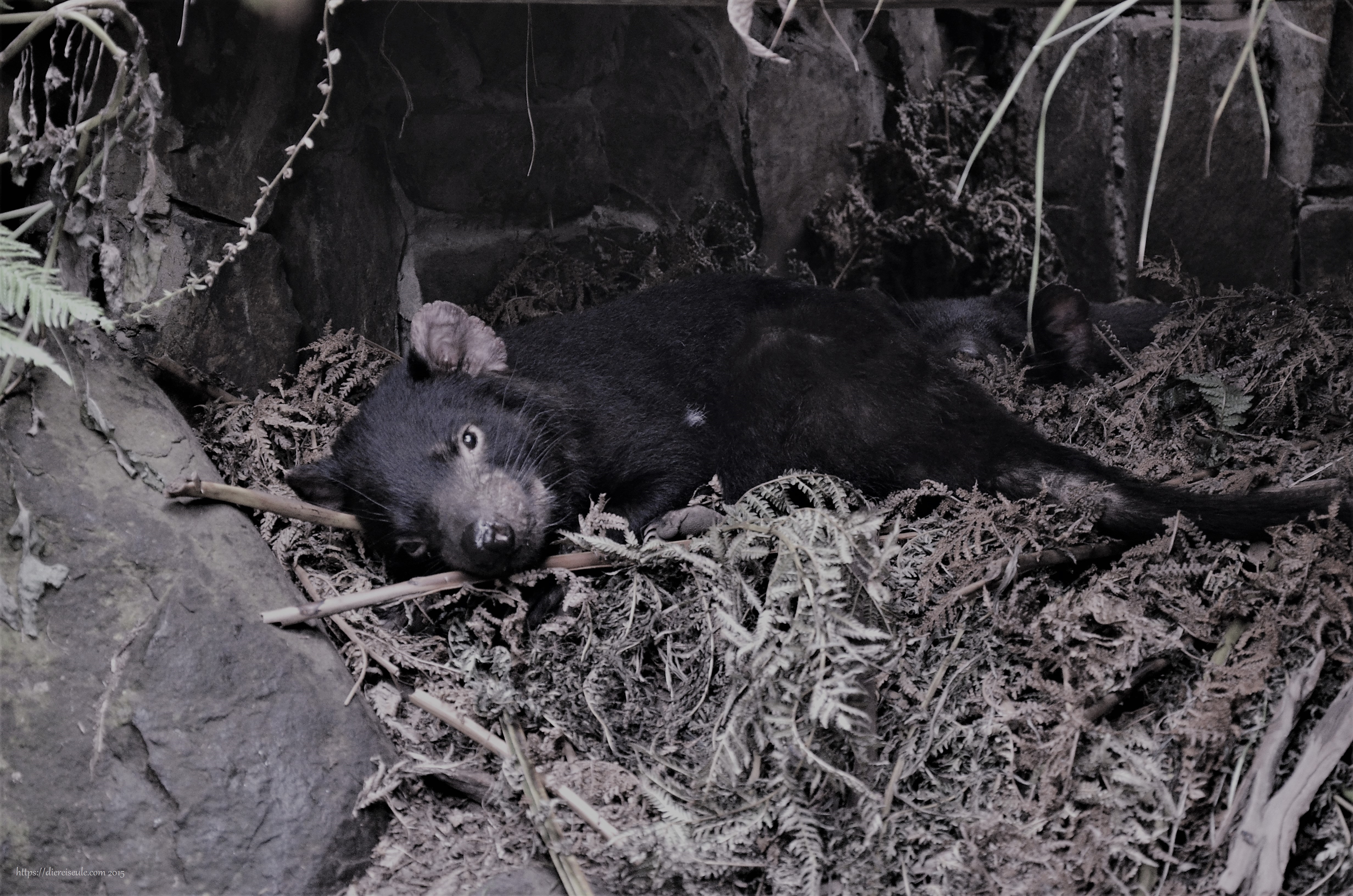 tasmanischer teufel australien verletzte tiere