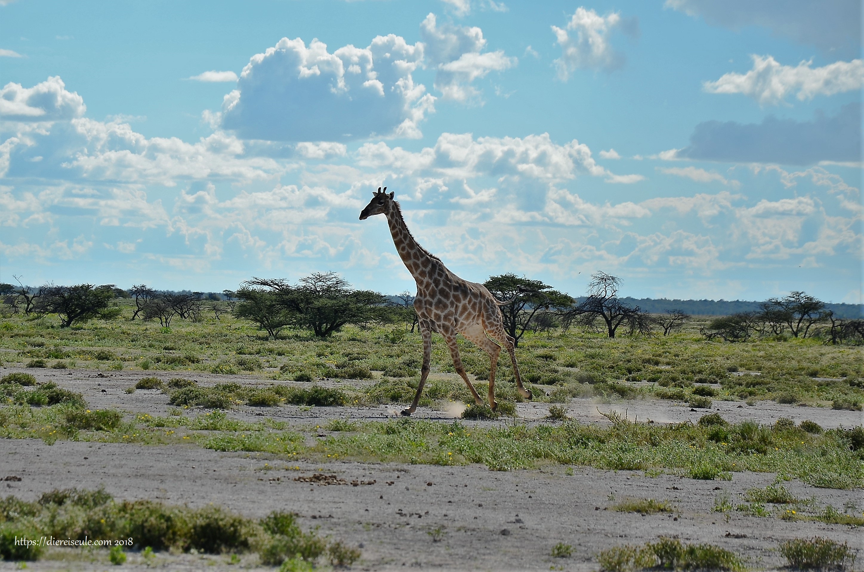 namibia namutomi camp etoscha giraffe