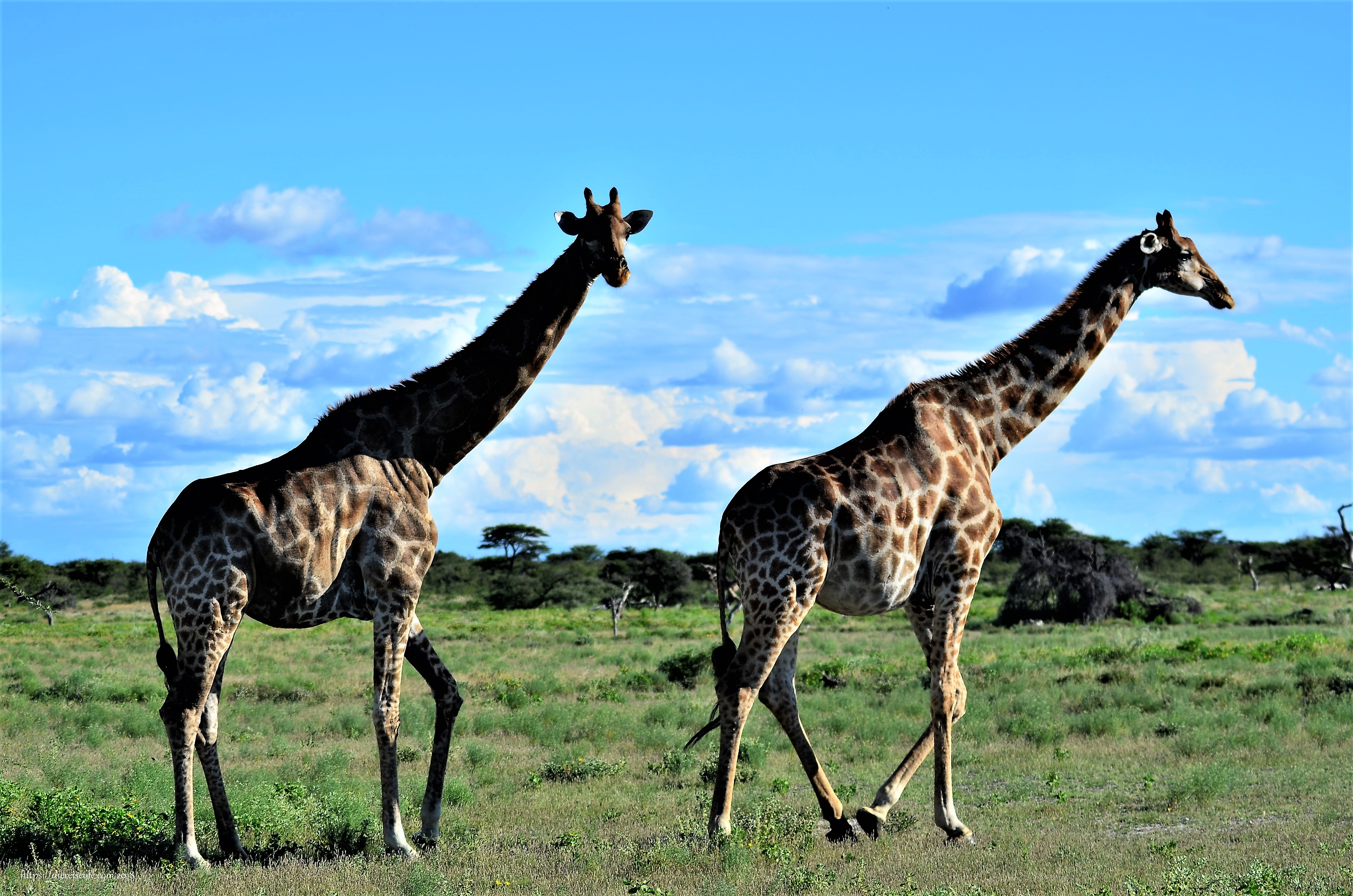 namibia namutomi camp etoscha giraffen