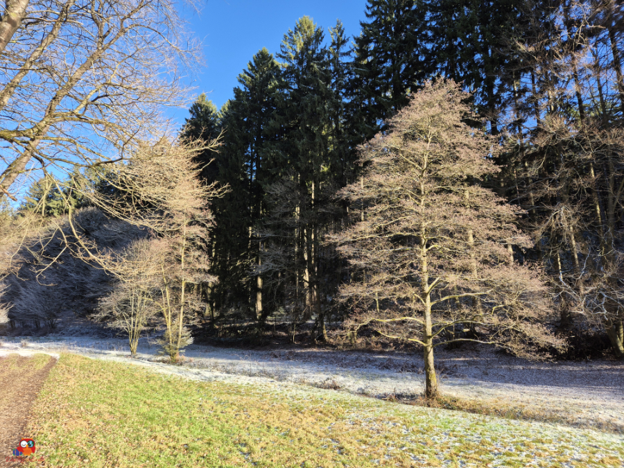 Eine winterliche Landschaft mit kahlen Bäumen und dichten Nadelbäumen im Hintergrund unter blauem Himmel.