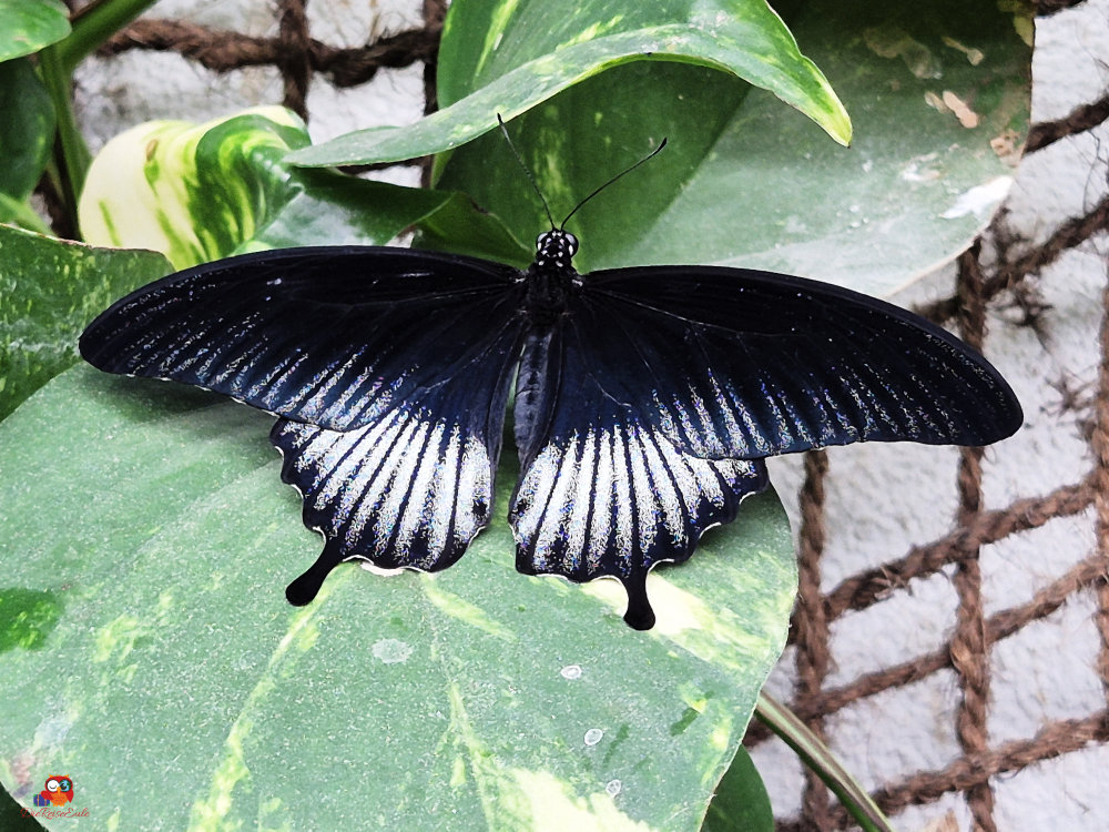 schwarz weisser schmetterling