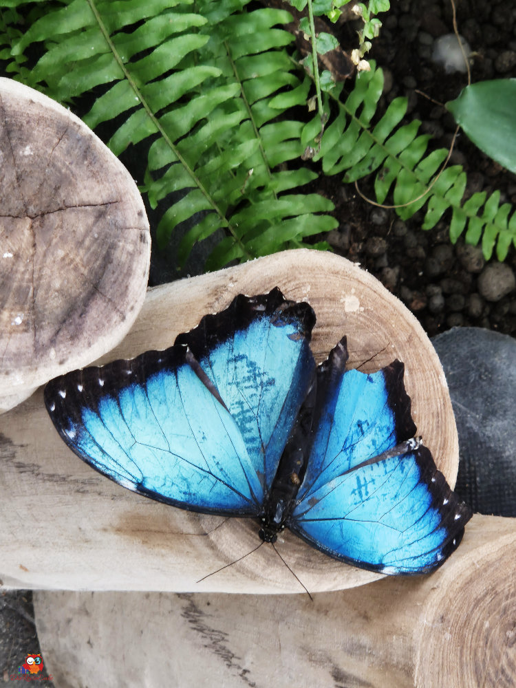 schmetterlins mit blauen flügeln