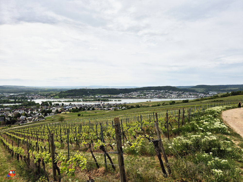 Panorama einer Weinlandschaft mit Weinreben im Vordergrund und einem Fluss sowie einer Kleinstadt im Hintergrund unter bewölktem Himmel.